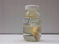 藏品(黑點小花鱸)的圖片